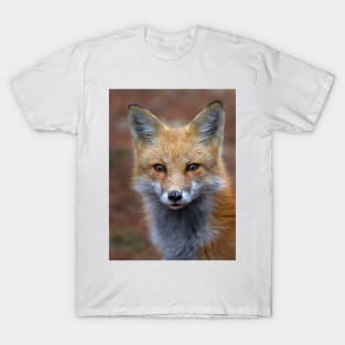 Red Fox - Algonquin Park, Canada T-Shirt